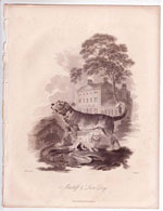 Quadrupeds source print